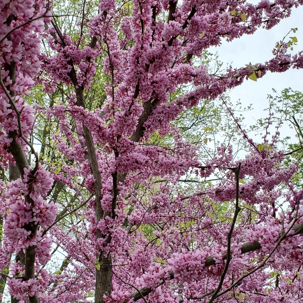 Meet your Posher, Shaima